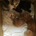 可愛い子猫(終了します)