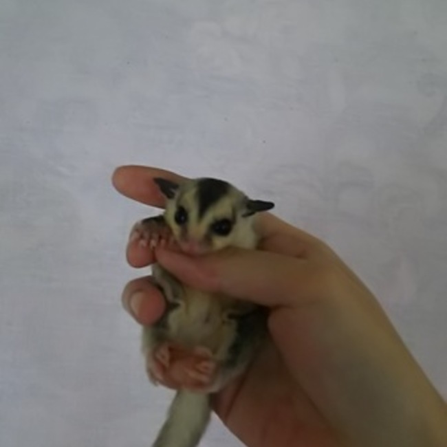 じゃすみん。のカバー写真