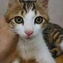 猫会＊健康チェック済＊3か月きれいな男の子達