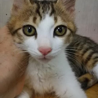 猫会＊健康チェック済＊3か月きれいな男の子達