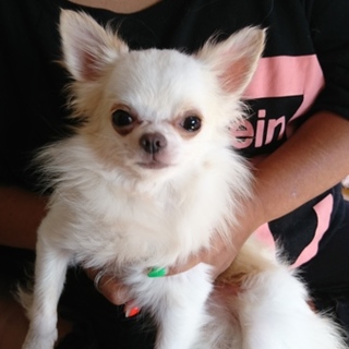 チワワ男の子一歳