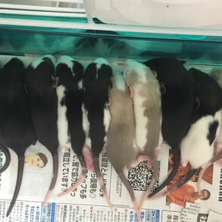 たくさんの応募ありがとうございました