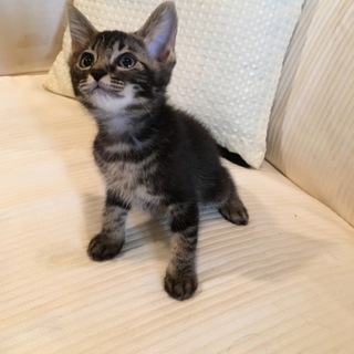 きんとき君里親様募集中