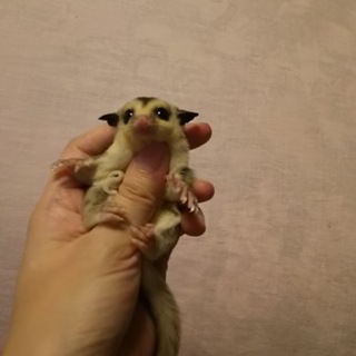 フクロモモンガ  ホワイトフェイス メス 