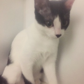 子猫なのに静か☆黒白ハチワレ甘えん坊で他猫もOK