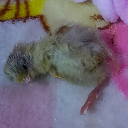 「生後4日目」サムネイル2