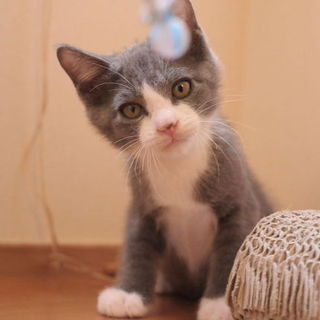 【医療済】人馴れ抜群!!しっぽが可愛いルナくん♪