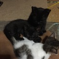 黒猫♂1匹ミケ虎♀1匹 遊び盛りな子猫達です♡