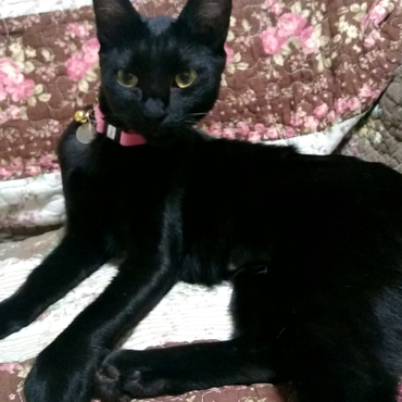 子宮蓄膿症で緊急ope…無事助かりました⭐