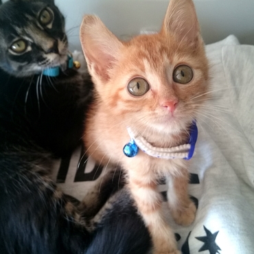 我が家のプリンス‼お兄ちゃんになる♪