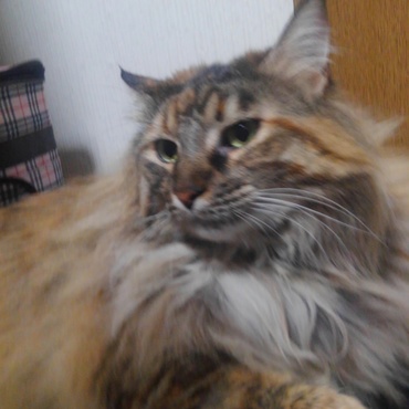 ちょっとおデブですか？