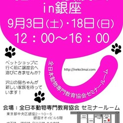 銀座会場！９月１８日(日)『ねこざんまい譲渡会』沢山の子猫ちゃんたちが新しい家族を待っています♪