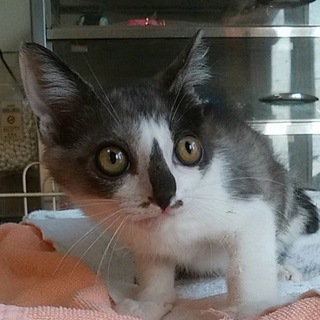里親決定。かっちゃん２ヶ月半ワクチン済