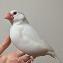 手乗り白文鳥♪元気な女の子るるちゃん♪