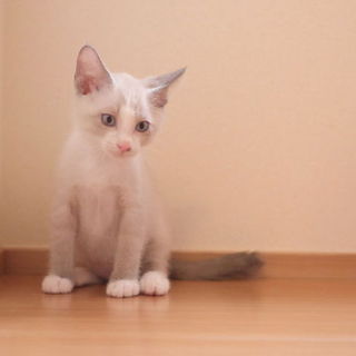 【医療済】あまあま美人のシフォンちゃん♪