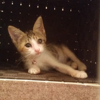 すりすり甘えん坊三毛です