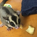 フクモモの里親募集