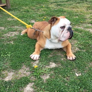 里親募集、終了しました。