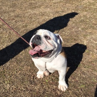 里親募集、終了しました。