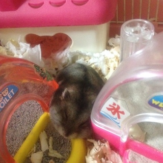 募集を一時停止させていただきます！