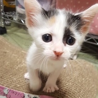 ☆エミリーちゃん（一時停止）