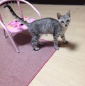 里親募集中〜