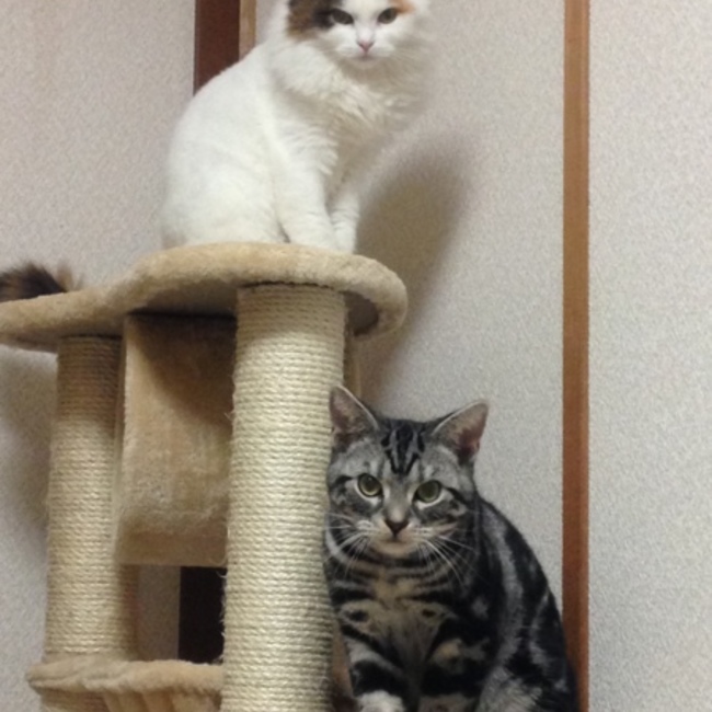 ロビヨのカバー写真