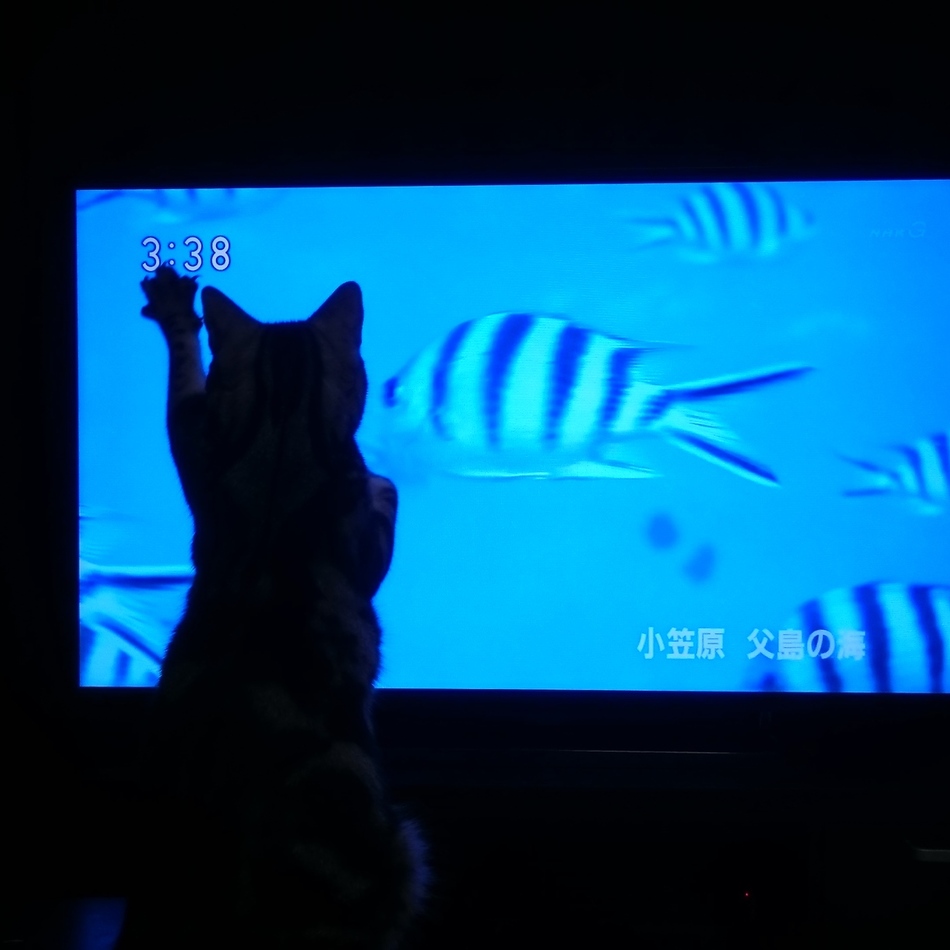 ロビンのカバー写真