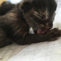 サビ柄っぽいオス猫