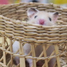 じー。