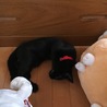お気に入りの寝床