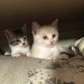 生まれて1ヶ月半の子です！