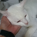 コットンです。真っ白の子、家族募集