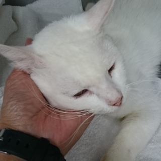 コットンです。真っ白の子、家族募集