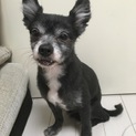 里親募集です