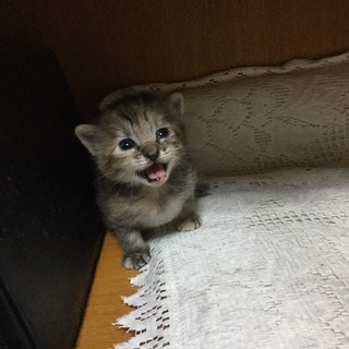 子猫もらってください！
