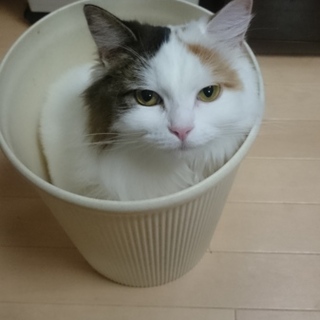 ２歳半マンチカン（♀避妊済み）