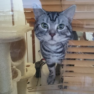 ２歳半アメショ（♂去勢済み）