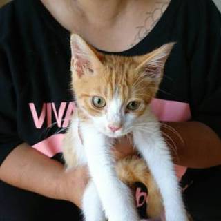 急募！里親募集！