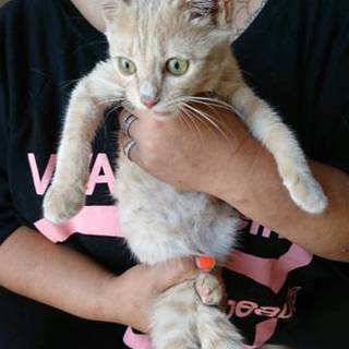 急募！里親募集！