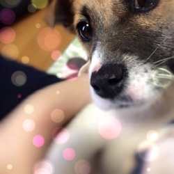 ジェシーについて
