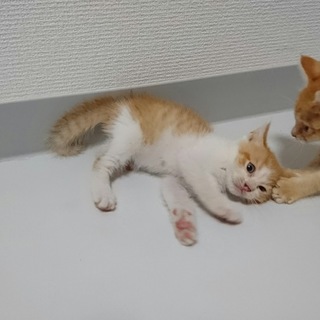 茶白男の子☆クル