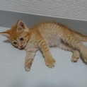 茶トラ男の子☆マル