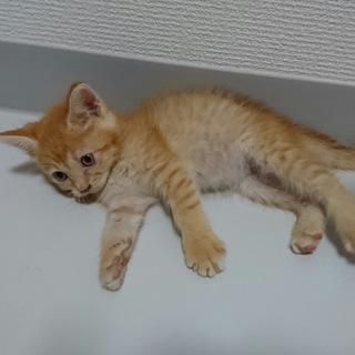 茶トラ男の子☆マル
