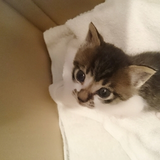 グレーの愛くるしい子猫、助けてください