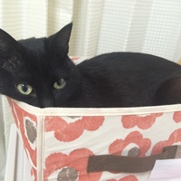 くろすけくん
