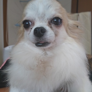 チワワの女の子 七歳