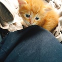 生後2週間のオス猫です！