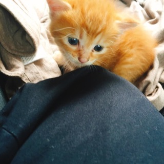 生後2週間のオス猫です！