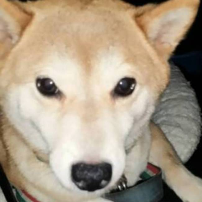 やまぶぶのカバー写真